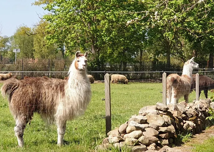 Naturhof Buschwiesen - Wohnung Lama